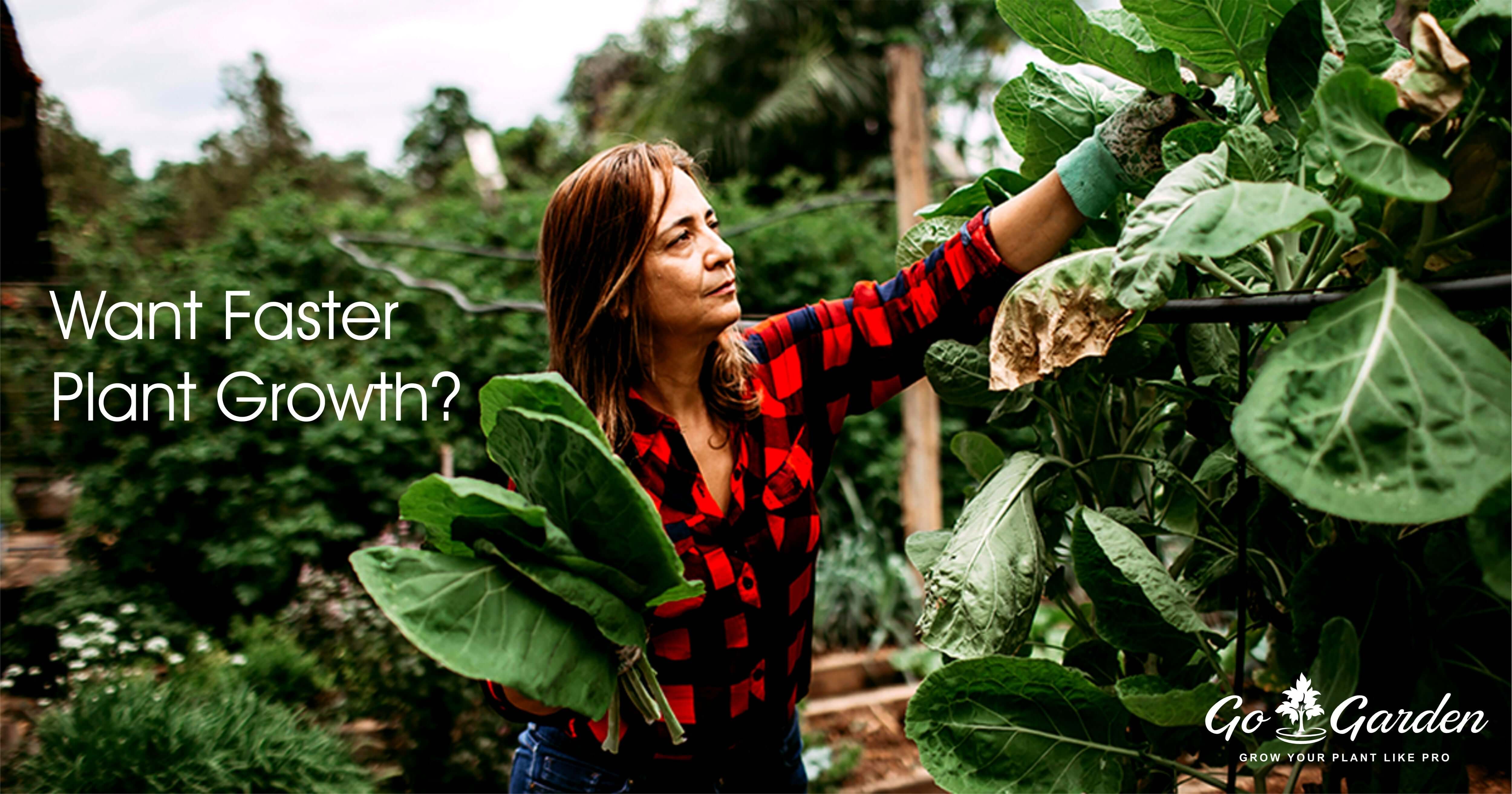 Bio Fertilizer
