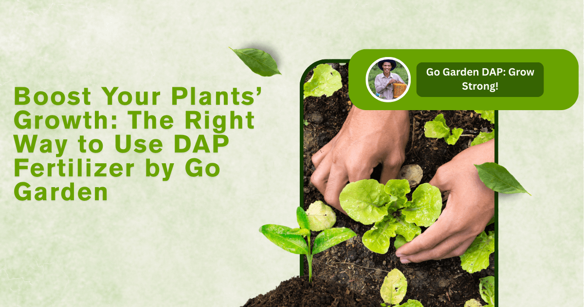Right Way to Use DAP Fertilizer