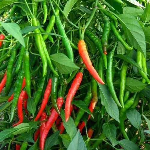 CHILLY Vegetable Seeds (GREEN, Pack of 10g, 2000+Seeds)