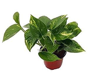 Money Plant, Scindapsus (Green, Small) – Plant
