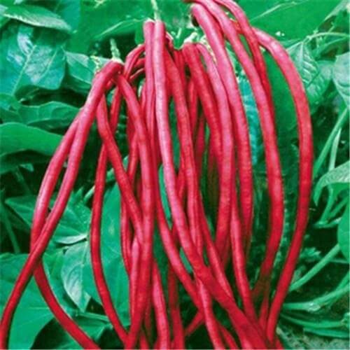 Cowpea Beans/Barbatti Vegetable Seeds (RED , Pack of 25g, 225+ Seeds)
