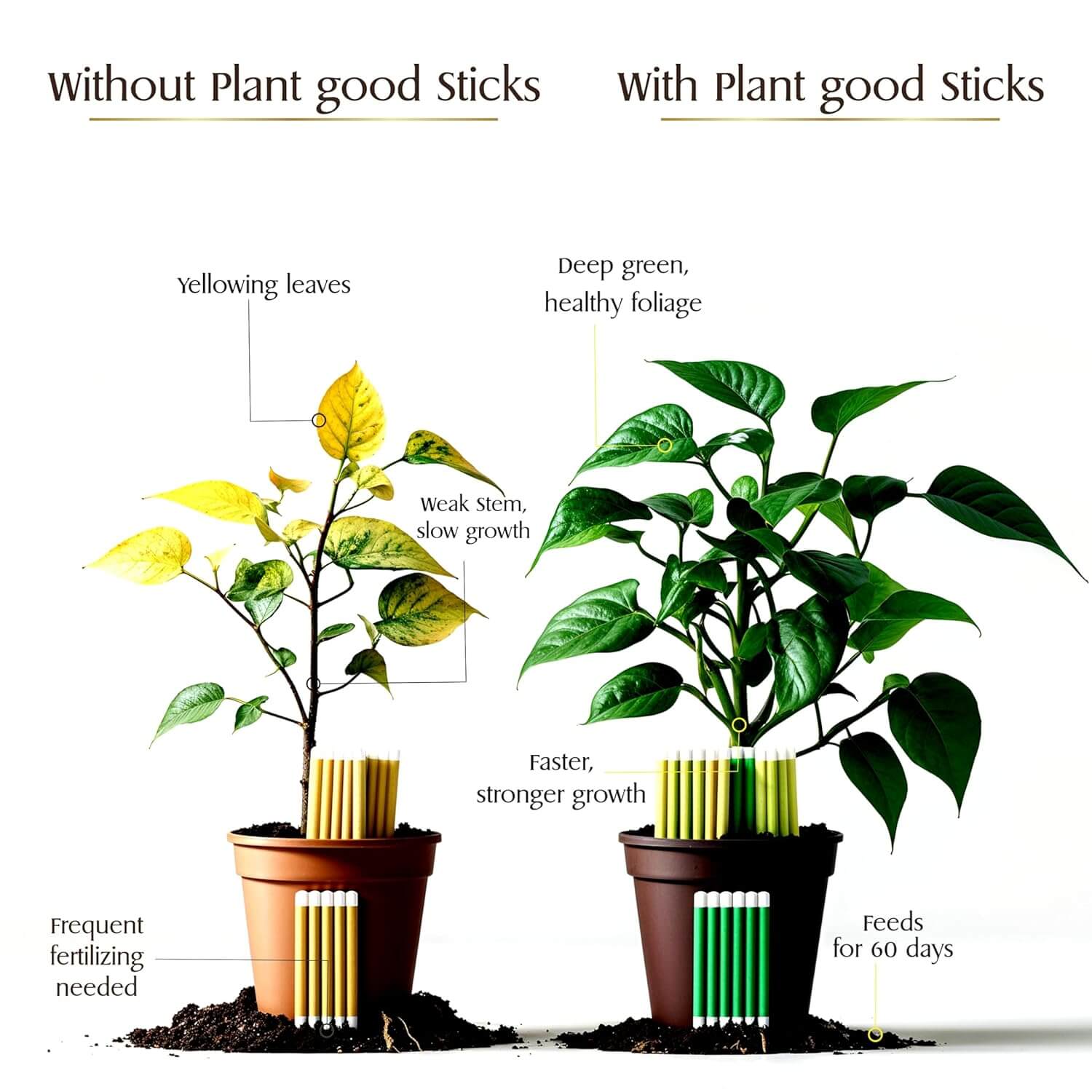 Boost Plant Growth