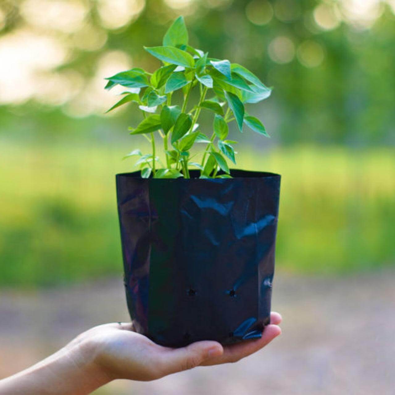 Plastic bags for plants discount