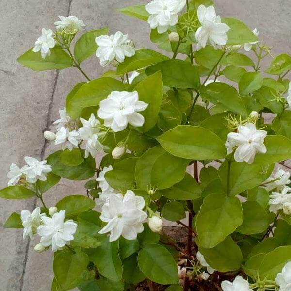Jasminum sambac, Mogra, Arabian Jasmine – Plant