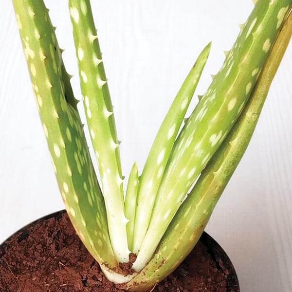Aloe vera, Ghrita-kumari is the famous medicinal plant with an ornamental and cultural beliefs. Go Garden