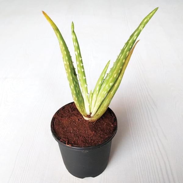 Aloe vera, Ghrita-kumari is the famous medicinal plant with an ornamental and cultural beliefs. Go Garden