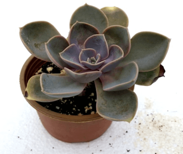 Graptoveria Douglas Huth – Plant