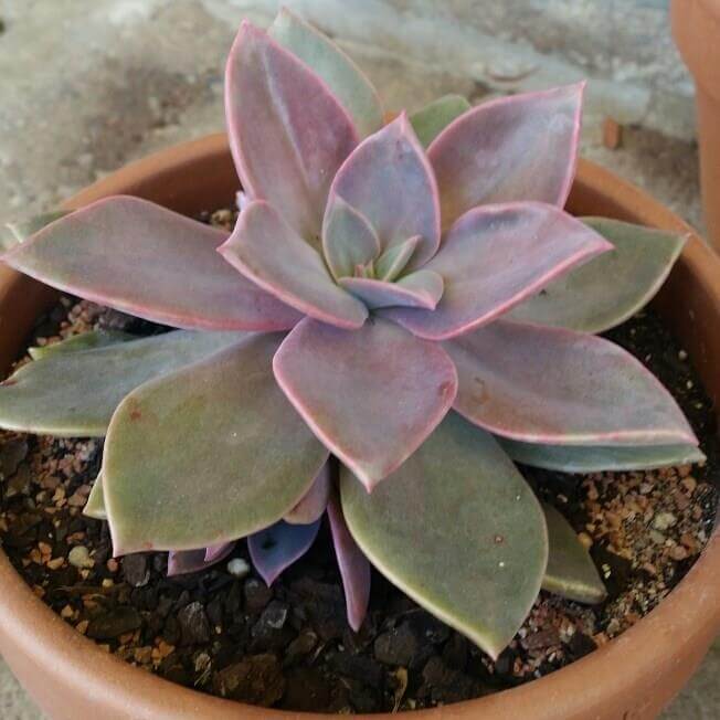 Graptoveria Douglas Huth – Plant
