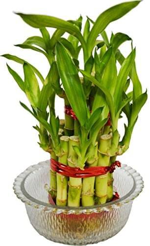 2 Layer lucky Bamboo Plant in a bowl with pebbles Go Garden
