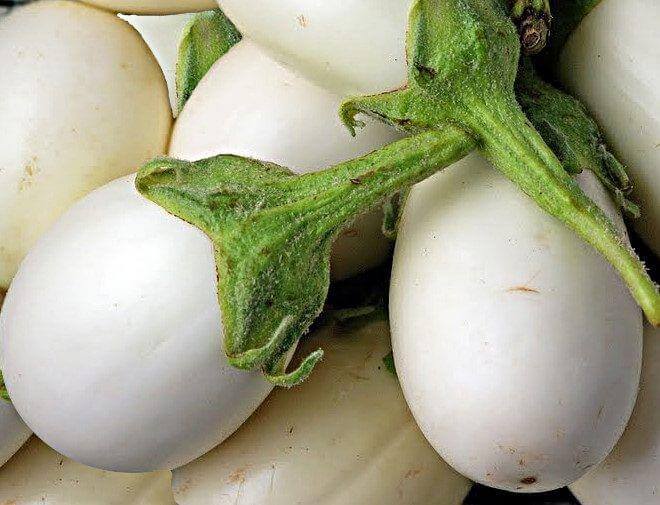 Brinjal Vegetable Seeds (White, Pack of 10g, 1800+ Seeds) Go Garden