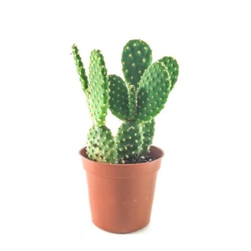 Bunny Ear Cactus, Opuntia microdasys – Cactus Plant Go Garden