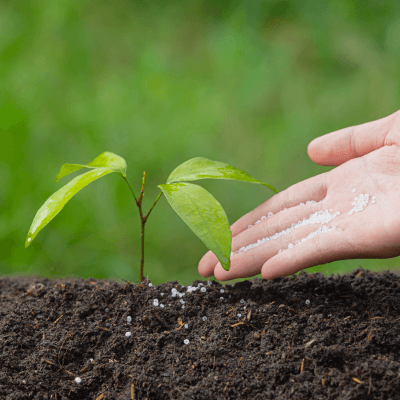 files/close-up-picture-hand-holding-planting-sapling-plant.png