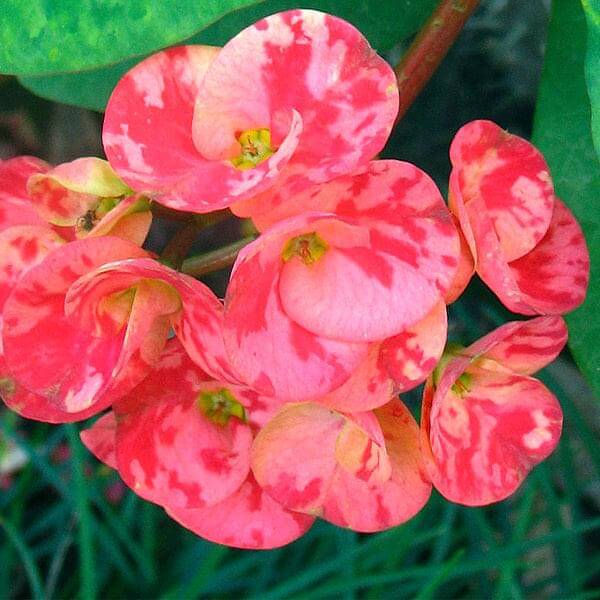 Euphorbia (Any Color) – Succulent Plant