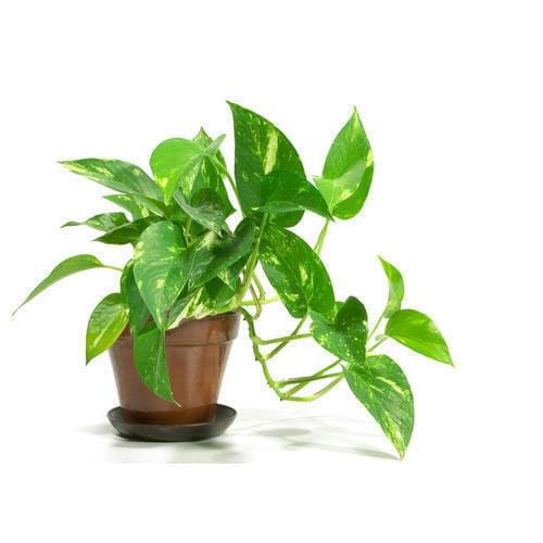 Money Plant, Scindapsus (Green, Small) – Plant