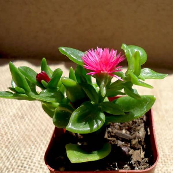 Aptenia, Heartleaf Ice – Succulent Plant Go Garden