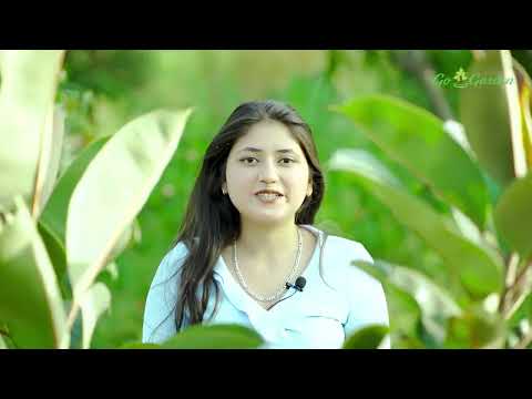 DAP fertilizer for plants and Gardening - All Purpose - Water Soluble