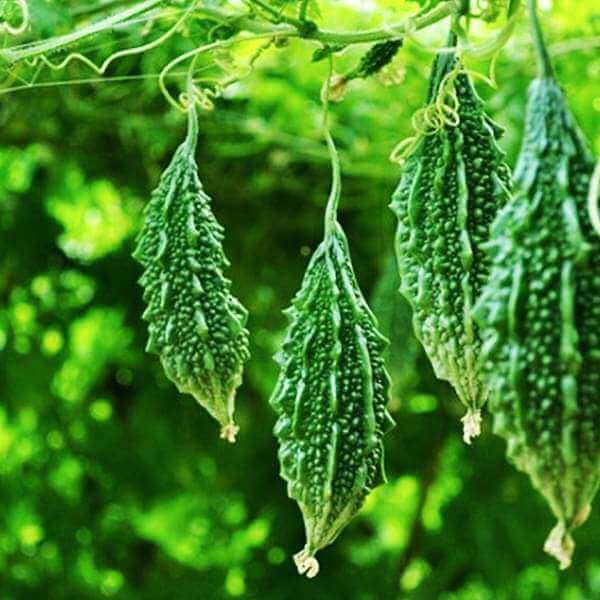 Bitter Gourd (Karela, Pack of 10g, 50+ Seeds) Seeds to grow all seasons Go Garden