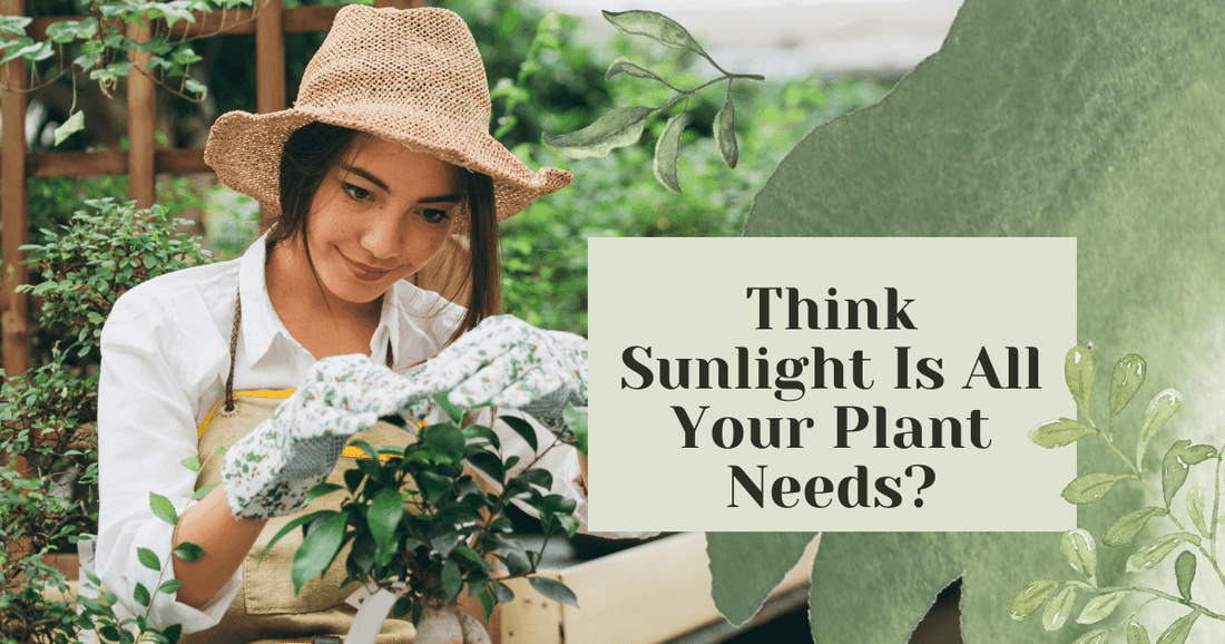  potassium fertilizer 