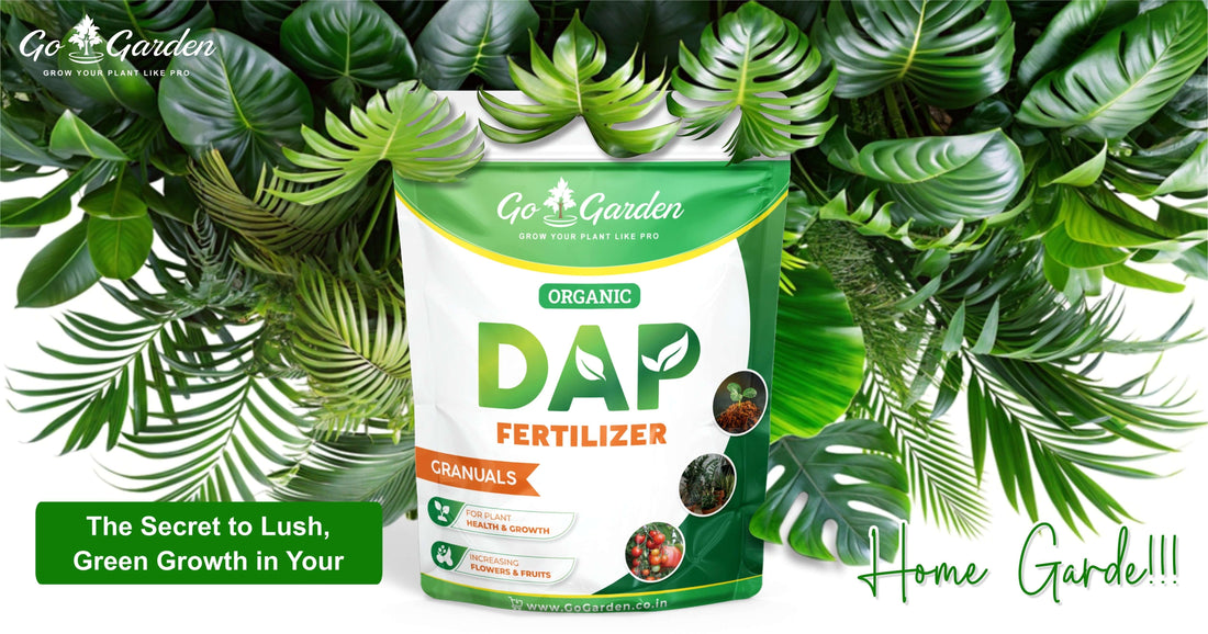 DAP Fertilizer