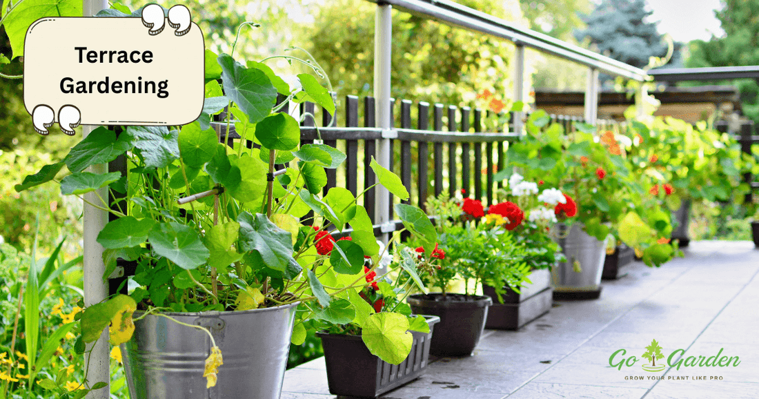 Terrace Gardening