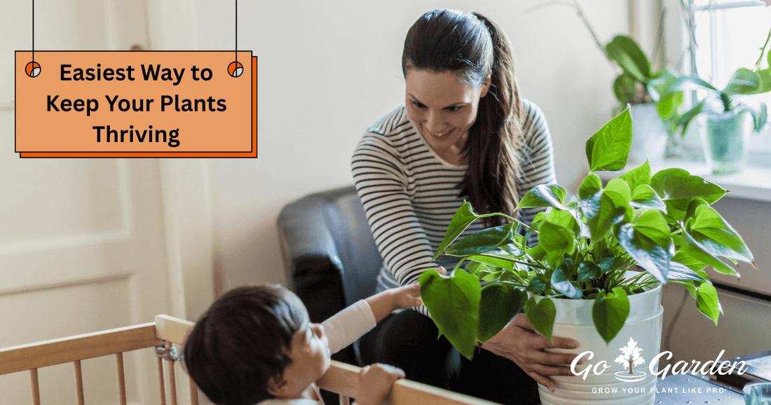 Best Plant Food Sticks