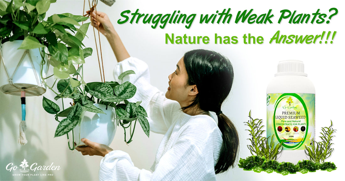  Liquid Seaweed Fertilizer