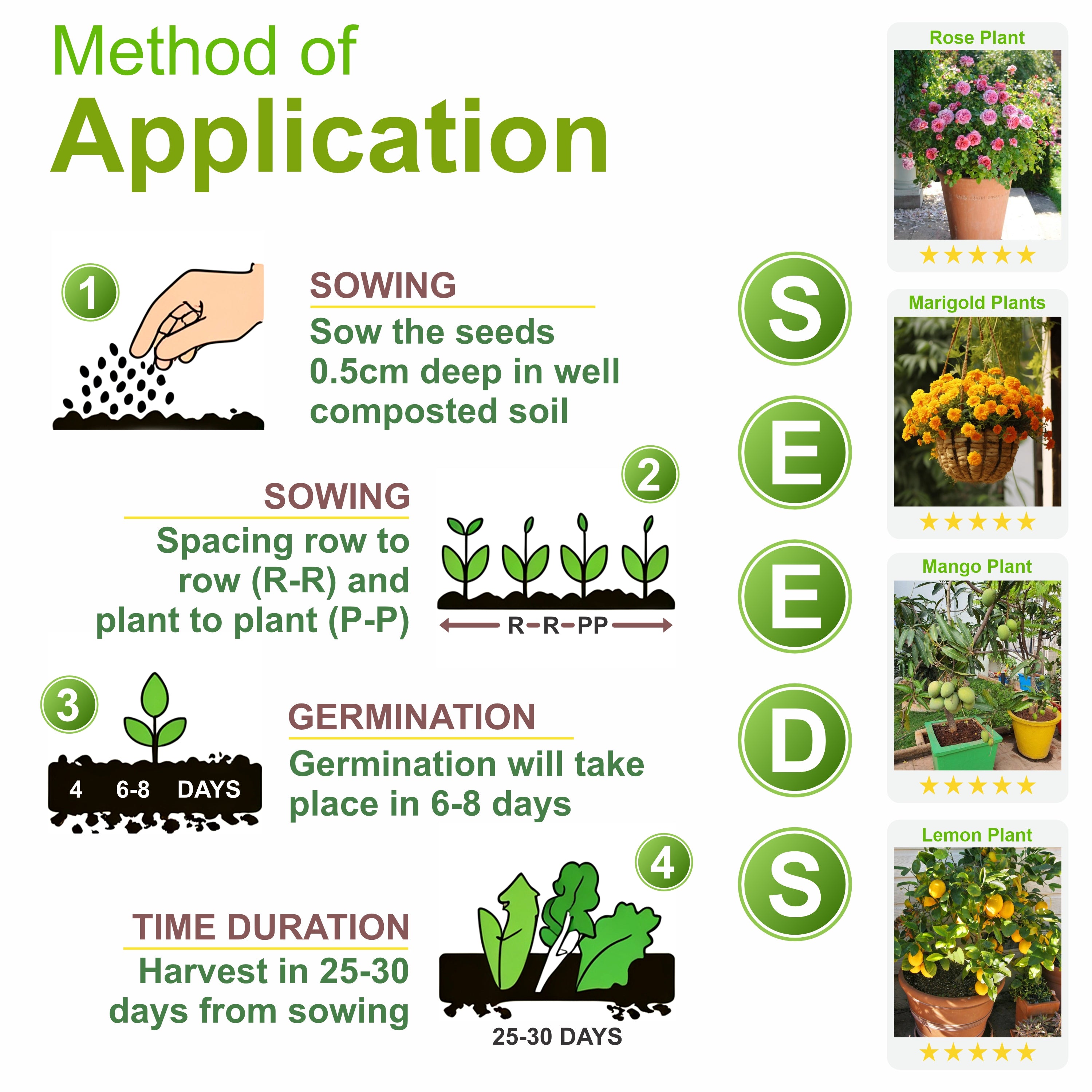 Cucumber Vegetable Seeds (Khira, Pack of 10g, 300+ Seeds) Seeds to grow