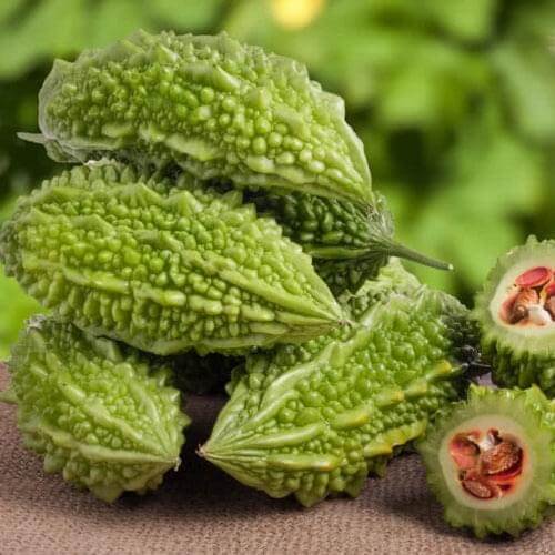 Bitter Gourd (Karela, Pack of 10g, 50+ Seeds) Seeds to grow all seasons Go Garden