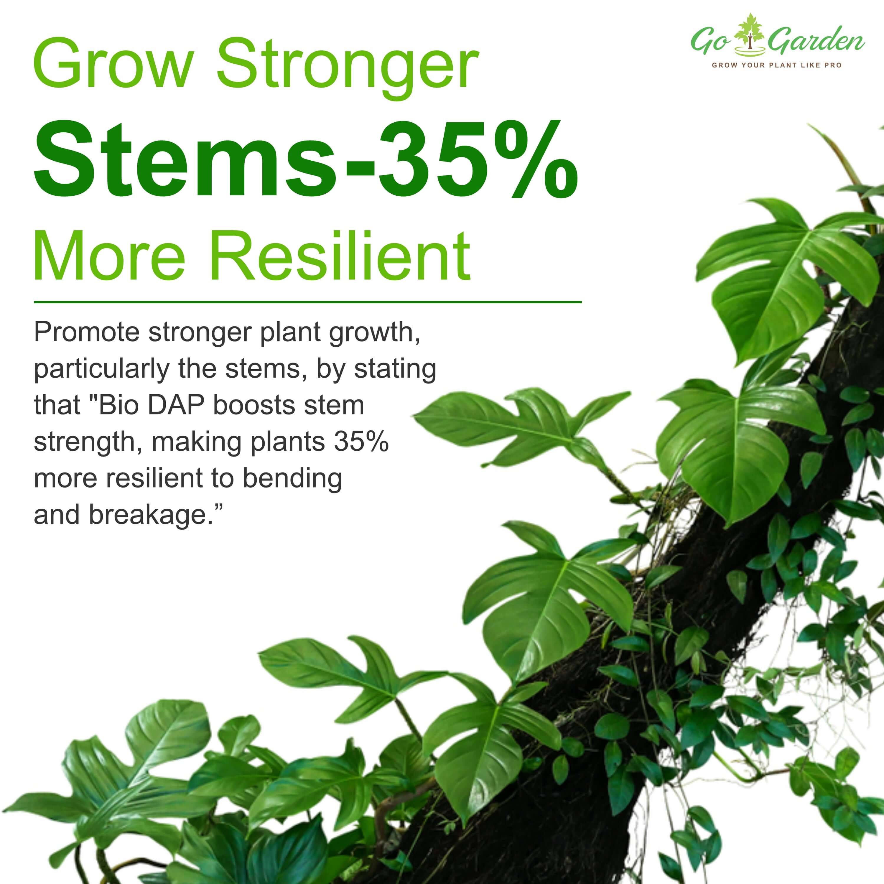 DAP Fertilizers  Grow Stronger Stems 
