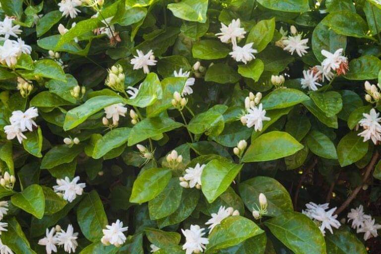Jasminum sambac, Mogra, Arabian Jasmine – Plant