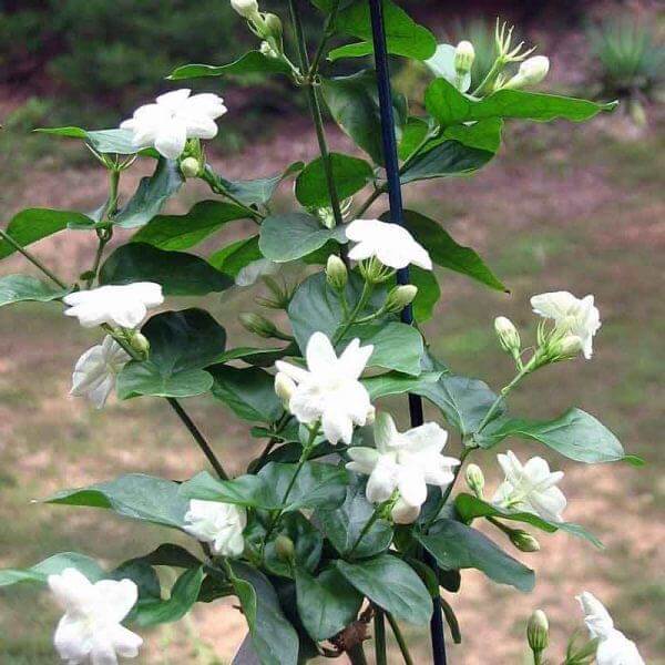 Jasminum sambac, Mogra, Arabian Jasmine – Plant