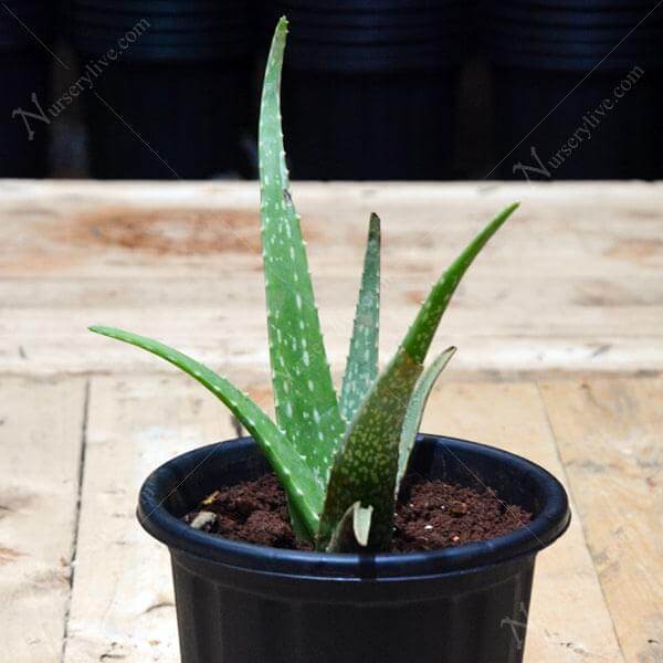 aloe vera plant beliefs Aloe vera, Ghrita-kumari is the famous medicinal plant with an ornamental and cultural beliefs