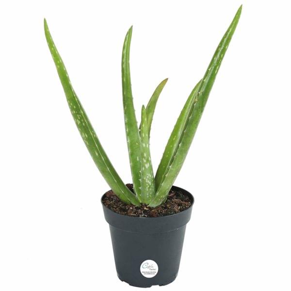 Aloe vera, Ghrita-kumari is the famous medicinal plant with an ornamental and cultural beliefs. Go Garden