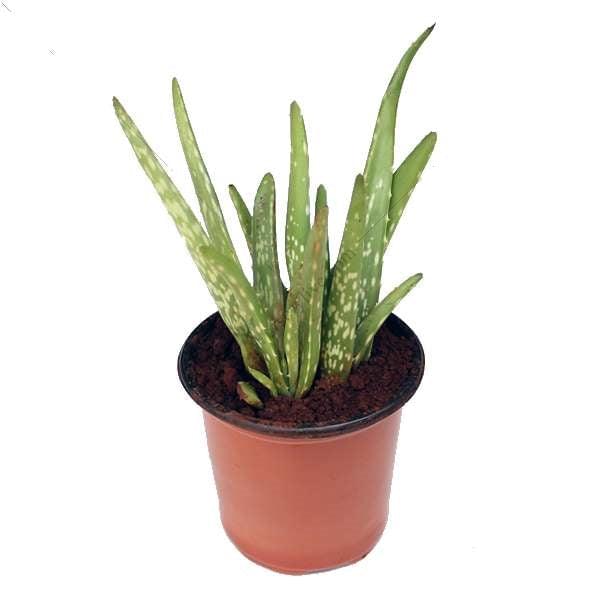 Aloe vera, Ghrita-kumari is the famous medicinal plant with an ornamental and cultural beliefs. Go Garden