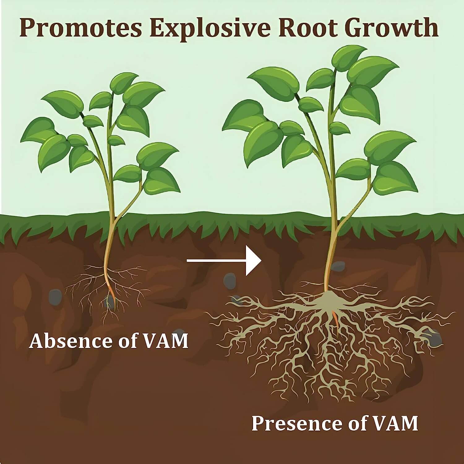 Go Garden Root Care VAM Mycorrhiza Advanced Organic Plant Fertilizer and Root Growth Enhancer 900 G