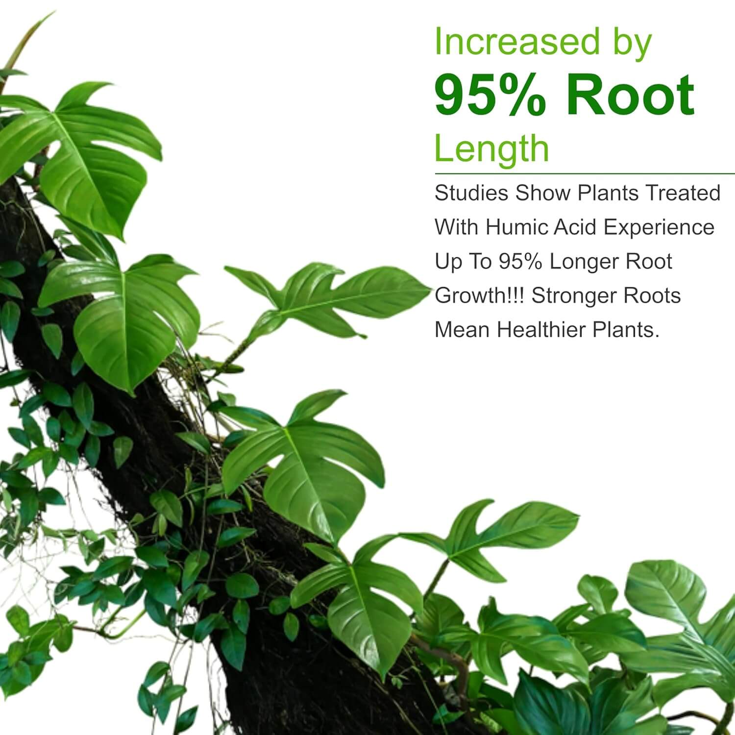 Humic Acid for Plants (Humic Acid 98%) – Natural Plant Growth Stimulator – Organic Plant Food