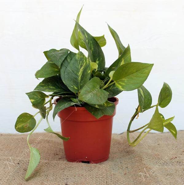 Money Plant, Scindapsus (Green, Small) – Plant
