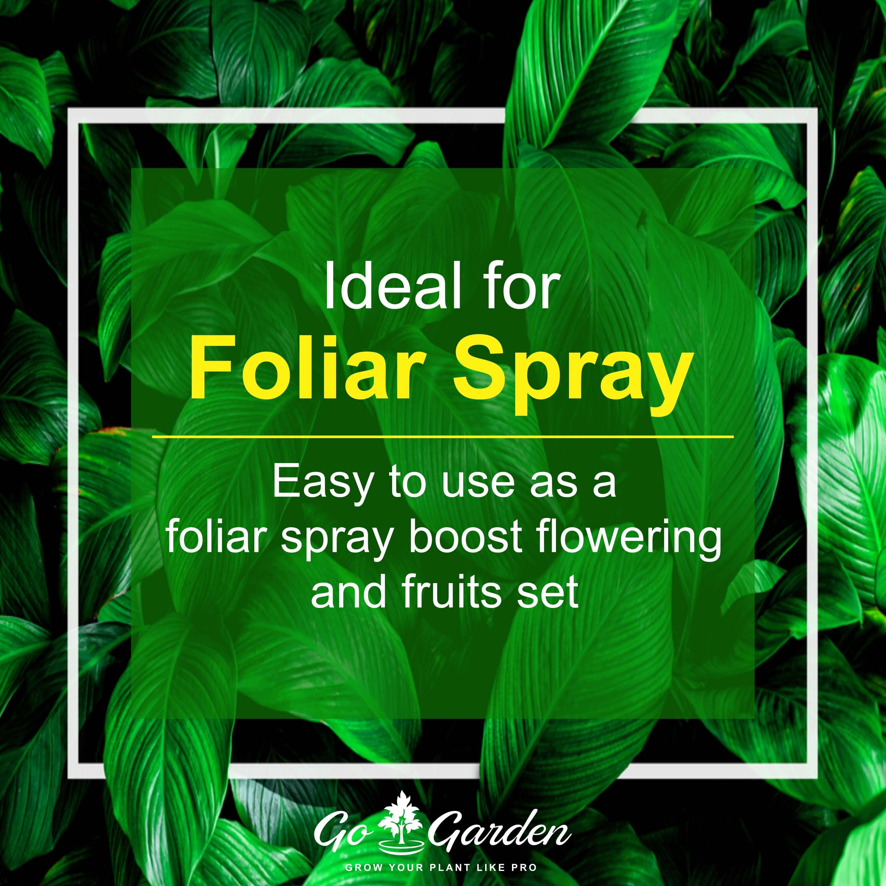 NPK Fertilizers for flowers