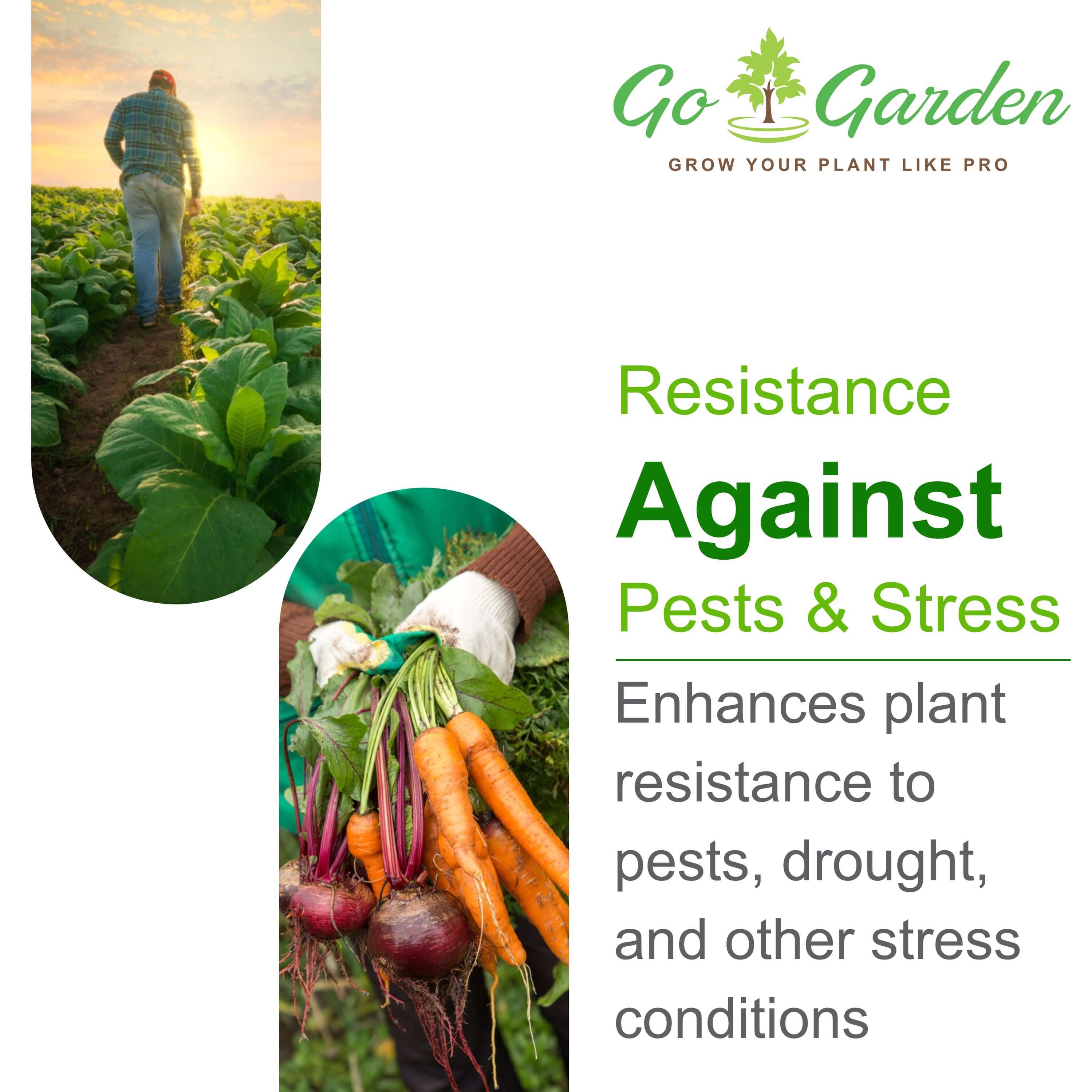 Potassium Nitrate KNO3 NPK 13-00-45 Fertilizer