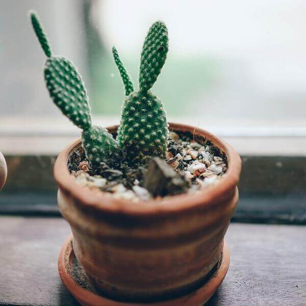 Bunny Ear Cactus, Opuntia microdasys – Cactus Plant Go Garden