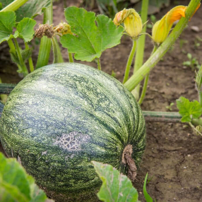 Pumking Vegetable Seeds (GREEN, Pack of 10g, 60+Seeds) Seeds to grow