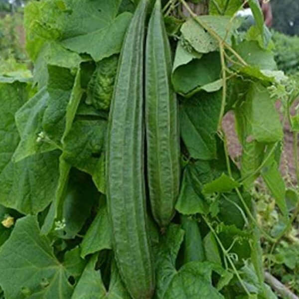 Ridge Ground Vegetable Seeds (Green, Pack of 10g, 50+ Seeds)