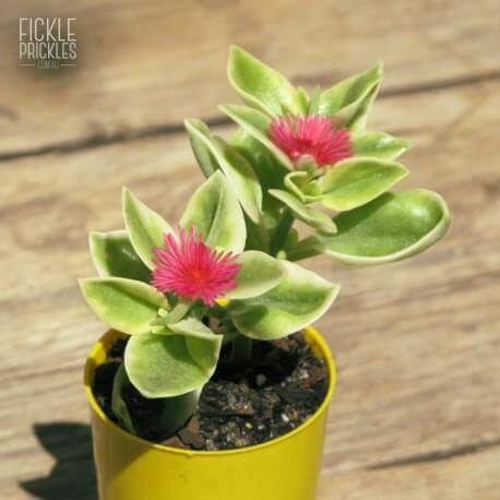 Aptenia, Heartleaf Ice – Succulent Plant Go Garden