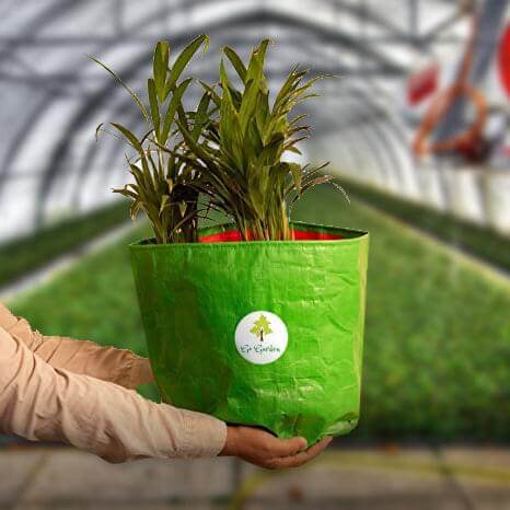 Go Garden HDPE  Gardening Green Grow Bag for Vegetables Fruits Flower, Pack of 10 Grow Bag