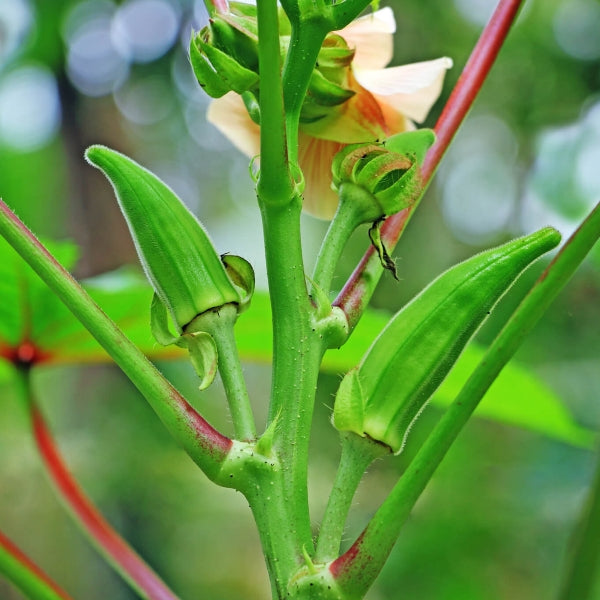 okra seeds Bhindi Vegetable Seeds ( Pack of 25g, 400+ Seeds) Seeds to