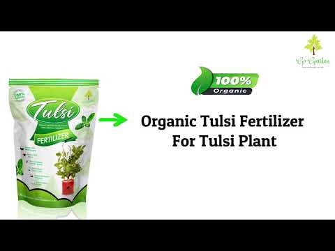 Tulsi, Tulsi – Plant
