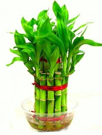 2 Layer lucky Bamboo Plant in a bowl with pebbles Go Garden