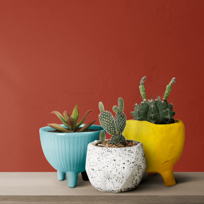 files/small-cacti-with-red-wall-background.png