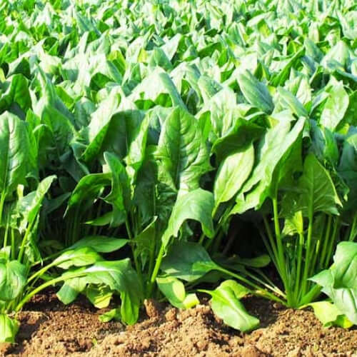 Spinach Seeds (Palak, Pack of 25g, 1200+ Seeds) Seeds to grow all seasons