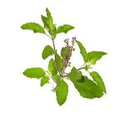Tulsi, Tulsi – Plant